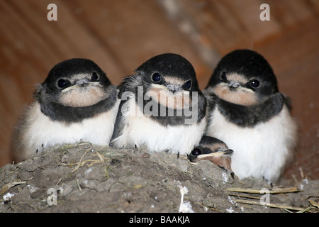 Vier junge Rauchschwalbe Hirundo Rustica saß im Nest bei Martin bloße WWT, Lancashire UK Stockfoto