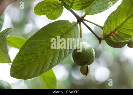 Gemeinsamen Guave, Guave Guajava (SP.) Obst. Stockfoto