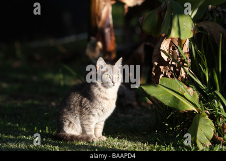 Streunende graue Hauskatze sitzt in der Morgensonne auf La Gomera Stockfoto