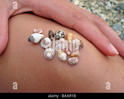 Sammlung von kleinen Muscheln Stockfoto