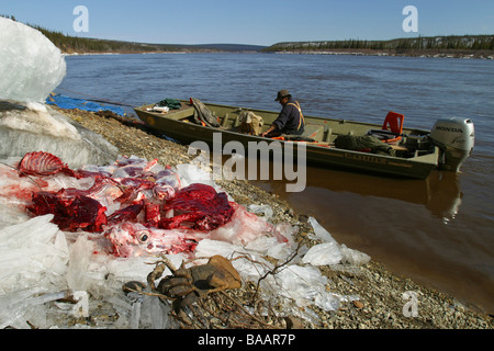 First Nations Jäger Metzger Porcupine Caribou an den Ufern des Porcupine River in Old Crow, Yukon Territorium, Kanada. Stockfoto