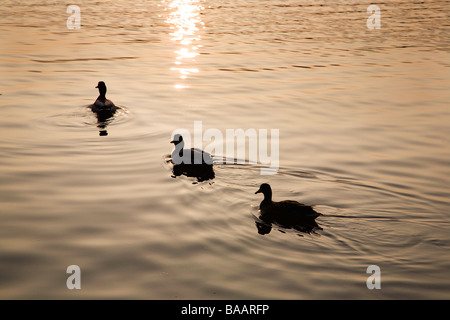 Enten am Derwent Water Keswick Cumbria England Stockfoto