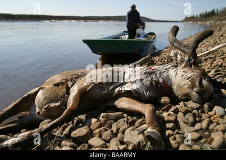 Erste Nationen Jäger mit seinem Spiel, Porcupine Caribou an den Ufern des Porcupine River in der Nähe von Old Crow, Yukon Territorium, Kanada Stockfoto