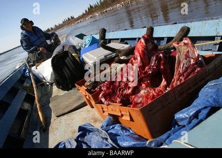 First Nations Jäger transportiert Caribou Fleisch in seinem Boot auf dem Porcupine River in Old Crow, Yukon Territorium, Kanada. Stockfoto