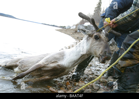 Erste Nationen Jäger ziehen ein Stachelschwein-Karibus auf den Ufern des Porcupine River in der Nähe von Old Crow, Yukon Territorium, Kanada. Stockfoto