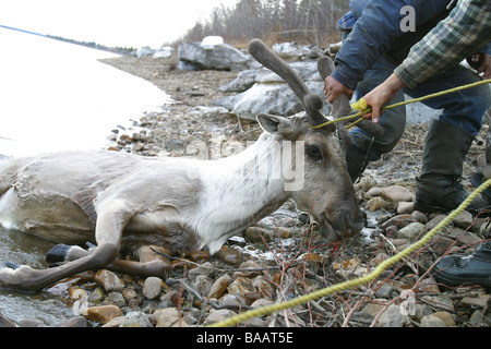 Erste Nationen Jäger ziehen ein Stachelschwein-Karibus auf den Ufern des Porcupine River in der Nähe von Old Crow, Yukon Territorium, Kanada. Stockfoto