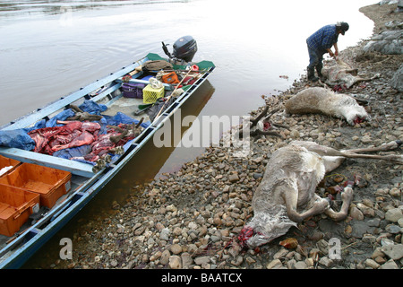 First Nations Jäger Metzger Porcupine Caribou an den Ufern des Porcupine River in Old Crow, Yukon Territorium, Kanada. Stockfoto