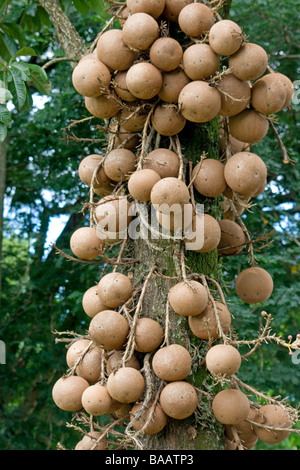 Cannonball Baum (Cannonball (Couroupita Guianensis) mit Früchten Stockfoto