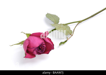 Roten verwelkte rose isoliert auf weißem Hintergrund Stockfoto