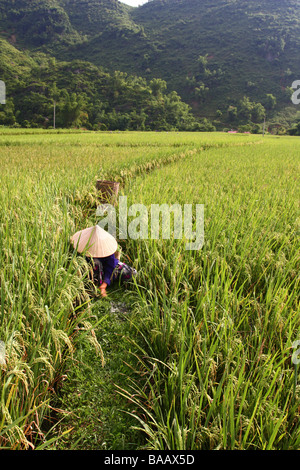Asiaten. Frau mit der traditionellen konische Hut arbeiten in den Reisfeldern rund um Mai Chau Minderheit Dorf. Vietnam Asien Stockfoto