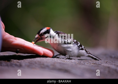 Dunenspecht Picoides Pubescens Medianus männlichen wobei Erdnüsse aus der Hand von ein Vogelbeobachter Stockfoto