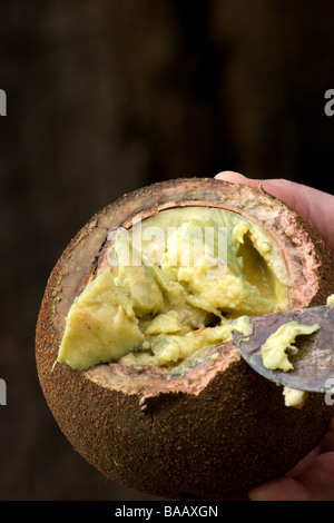 Cannonball Baum Früchte Stockfoto