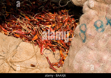 Getrocknete rote Chilischoten in Sack Verkauf im Basar Straße, Mattancherry, Cochin oder Kochi, Kerala, Indien Stockfoto