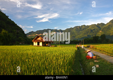 Schöne Landschaft mit grünen Bergen, Reis Verbundfolien und ein Mann mit der konische Hut um Mai Chau Minderheit Dorf. Vietnam Stockfoto
