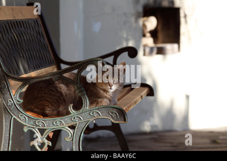 Streunende Hauskatze auf La Gomera, Spanien Stockfoto