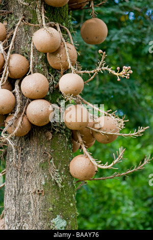 Cannonball-Baum ((Couroupita Guianensis) Früchte Stockfoto