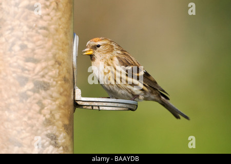 Weibliche weniger Redpoll Zuchtjahr Flammea Kabarett auf Saatgut feeder Stockfoto