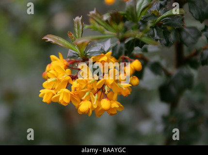 Berberis aka Berberitze Berberis Linearifolia 'Orange King', Berberidaceae Stockfoto