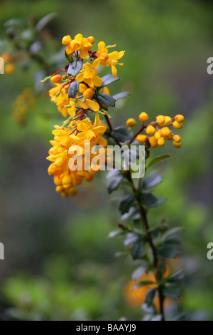 Berberis aka Berberitze Berberis Linearifolia 'Orange King', Berberidaceae Stockfoto