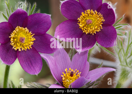 Drei Küchenschellen (Pulsatilla Vulgaris) Stockfoto