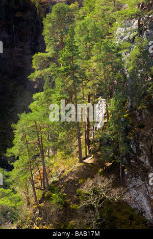 Scotland Scottish Highlands Glen Albyn Woodland in der Nähe von Wasserfällen des Foyers auf den Ufern des Loch Ness befindet sich in Glen Albyn Stockfoto