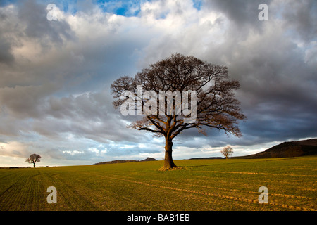 Nähe Topping und Eiche im späten März Sonnenschein aus Platten Lane Great Ayton North Yorkshire Stockfoto