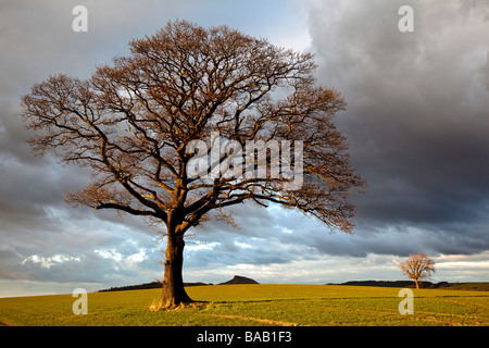 Nähe Topping und Eiche im späten März Sonnenschein aus Platten Lane Great Ayton North Yorkshire Stockfoto