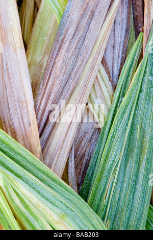 frostige Crocosmia Blätter im winter Stockfoto