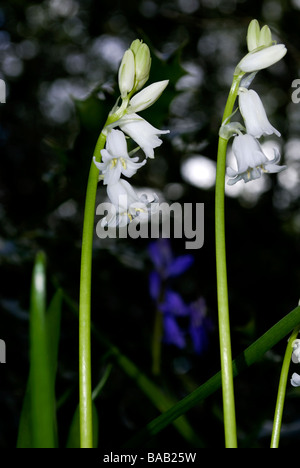 Glockenblumen und weißen Glockenblumen im Wald Stockfoto