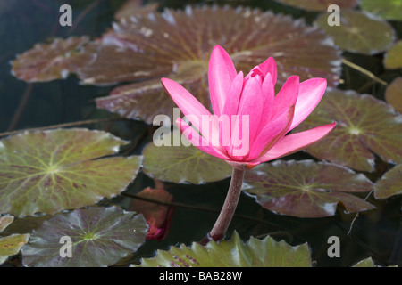 Polaren oder Seerose am Codrington College, St. John Parish, Barbados, "West Indies" Stockfoto