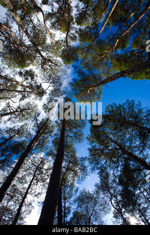 Scotland Scottish Highlands Glen Albyn Woodland in der Nähe von Wasserfällen des Foyers auf den Ufern des Loch Ness befindet sich in Glen Albyn Stockfoto