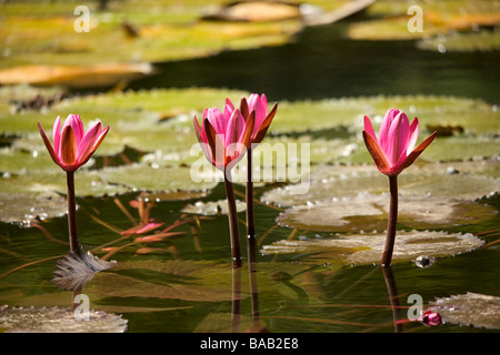 Polaren oder Seerose am Codrington College, St. John Parish, Barbados, "West Indies" Stockfoto