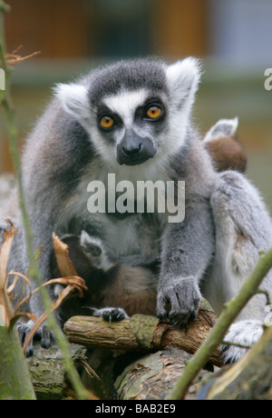 Katta mit zwei Babys, Lemur Catta, Lemuridae Stockfoto