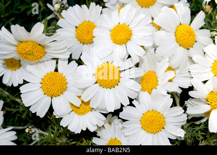 Daisy-Clustern Gänseblümchen Stockfoto