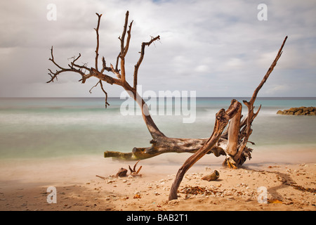 Baumstämme oder Treibholz in der Nähe von Speightstown oder "Kleine Bristol" Pier Nahaufnahme, zweitgrößte Stadt in Barbados, "St. Peter" Stockfoto