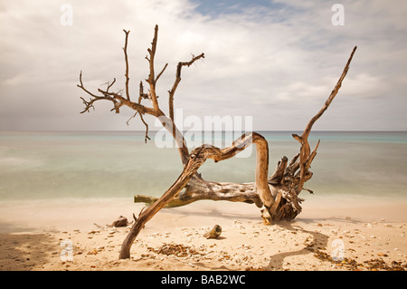 Baumstämme oder Treibholz in der Nähe von Speightstown oder "Kleine Bristol" Pier Nahaufnahme, zweitgrößte Stadt in Barbados, "St. Peter" Stockfoto