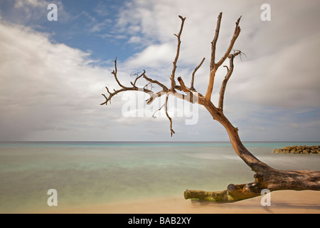 Baumstämme oder Treibholz in der Nähe von Speightstown oder "Kleine Bristol" Pier Nahaufnahme, zweitgrößte Stadt in Barbados, "St. Peter" Stockfoto