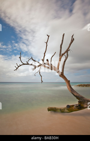 Baumstämme oder Treibholz in der Nähe von Speightstown oder "Kleine Bristol" Pier Nahaufnahme, zweitgrößte Stadt in Barbados, "St. Peter" Stockfoto