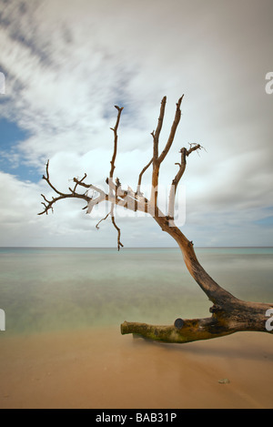 Baumstämme oder Treibholz in der Nähe von Speightstown oder "Kleine Bristol" Pier Nahaufnahme, zweitgrößte Stadt in Barbados, "St. Peter" Stockfoto