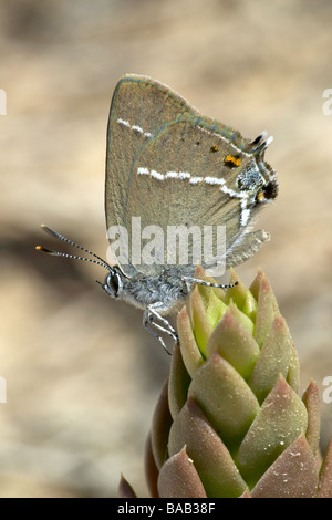 Blauer Fleck Zipfelfalter Schmetterling Stockfoto