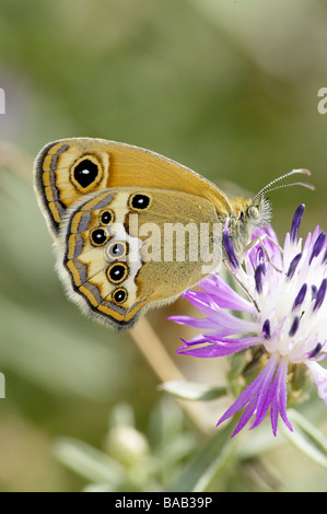 Erwachsenen Dusky Heide Schmetterling Stockfoto