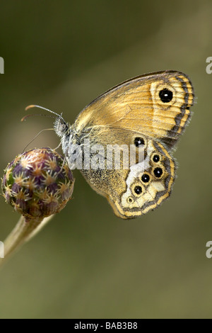 Erwachsenen Dusky Heide Schmetterling Stockfoto