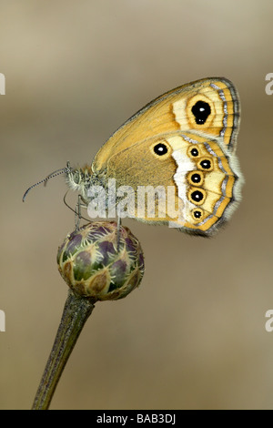 Erwachsenen Dusky Heide Schmetterling Stockfoto