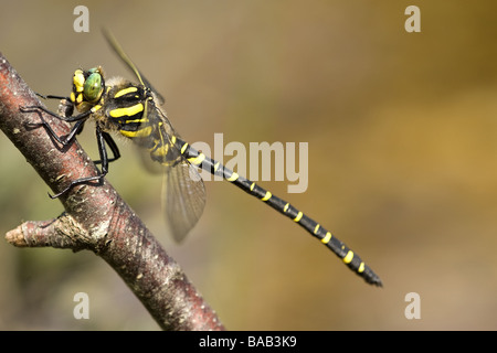 Männlichen Golden beringt Libelle Stockfoto