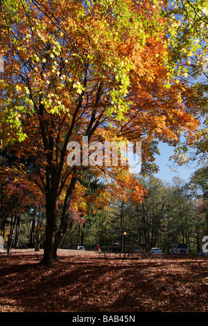 Herbst im Stadtpark Hocking Hills in Ohio USA wunderschöne Landschaft Natur mit bunten Blättern, niedriger Winkel von Balg, vertikale Hochauflösung Stockfoto