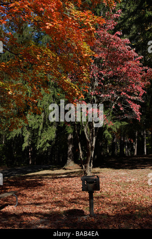 Herbst im Stadtpark Hocking Hills in Ohio USA wunderschöne Landschaft Natur mit bunten Blättern, niedriger Winkel von Balg, vertikale Hochauflösung Stockfoto