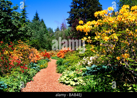 Rhododendron-Büsche blühen entlang einem Gartenweg im Stanley Park im Sommer Vancouver, BC, British Columbia, Kanada Stockfoto