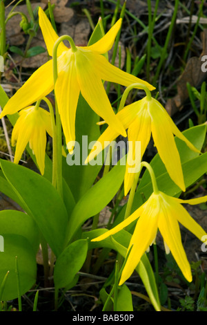 Gletscher-Lilien (Erythronium Grandiflorum) Stockfoto