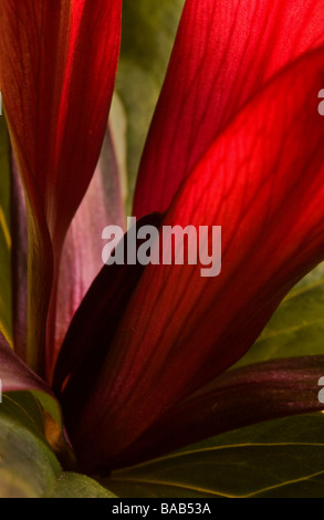 Roten Trillium Stockfoto