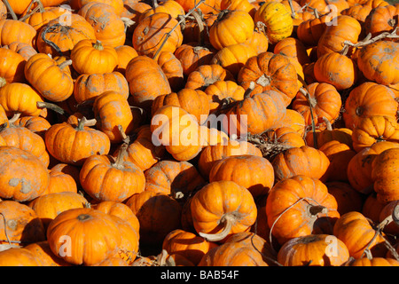 Hocking Hills Ansicht des Herbstes erntete kleine orangene Kürbisse auf einem Feld Außenverkauf von oben in Ohio USA USA niemand horizontal hochauflösende Stockfoto